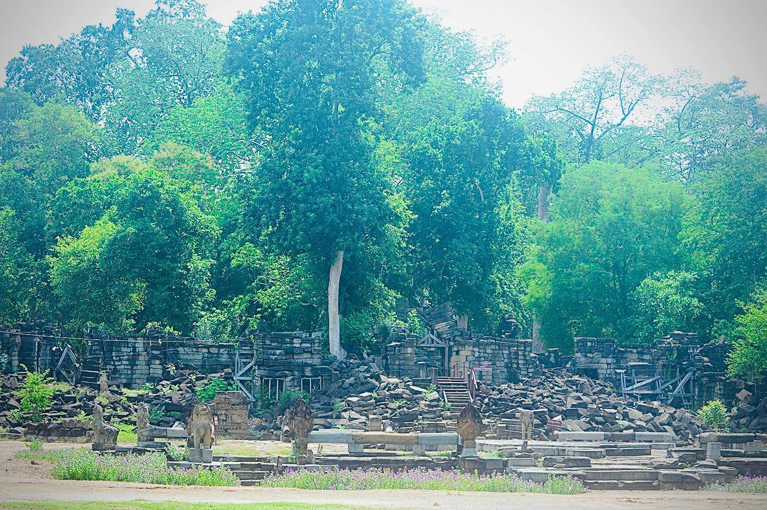 Ancient ruins of Banteay Chhmar Temple slowly reclaimed by towering jungle trees in northwestern Cambodia.
