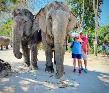 Rescued elephant walking through the forest at Kulen Elephant Forest near Siem Reap, Cambodia